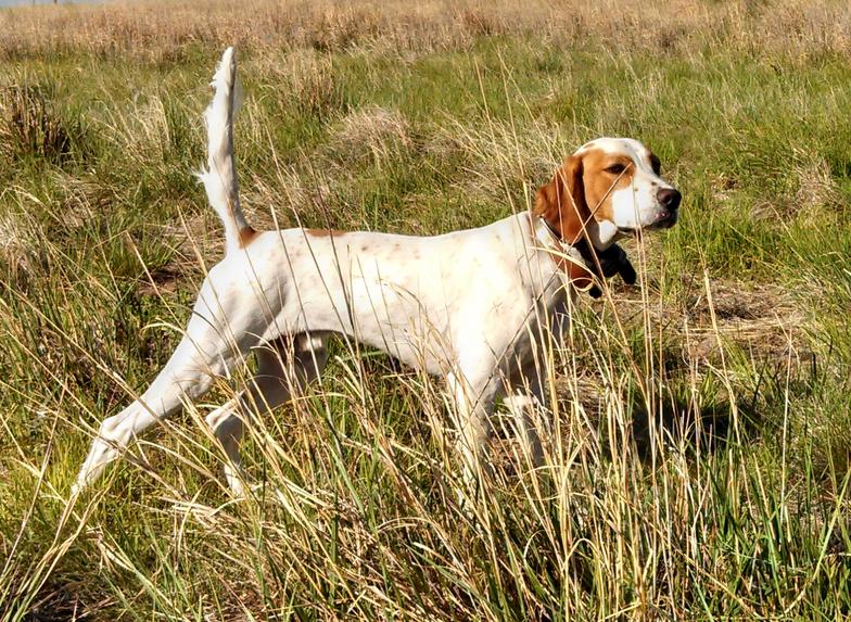 Prairie Wing Kennel Nunn, CO 80648